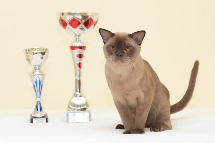 WW19 Alba Regia Máz-Lee JW chocolate burmese male