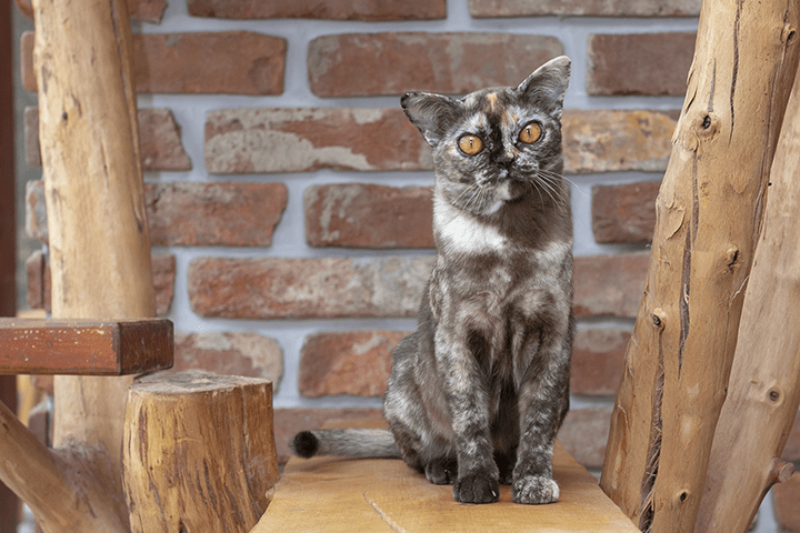 brown tortie burmese cat female - Alba Regia Pussycat aka Triple