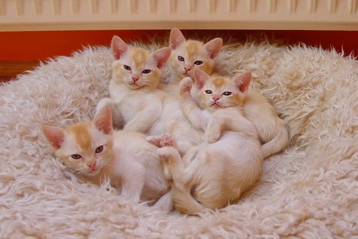 About purchasing kittens | Alba Cattery burmesecats.eu