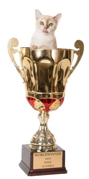 burmese cat burmesecat in world winner cup - Alba Regia Parany - chocolate tortie burmese female FIFe World Winner
