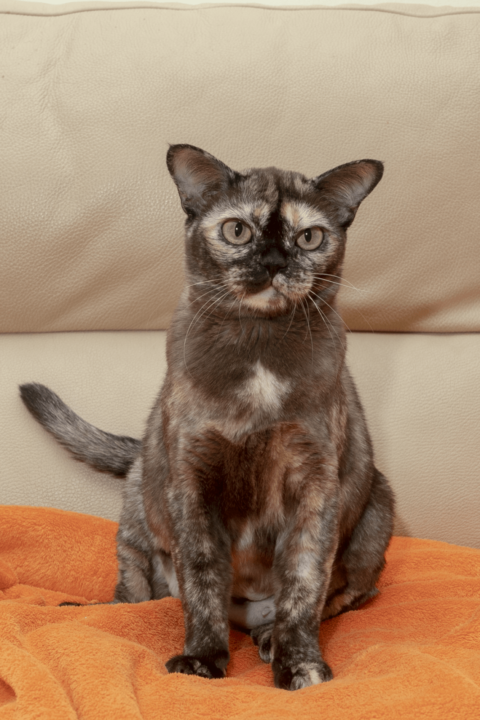 Alba Regia MiciCank brown tortie burmese cat female