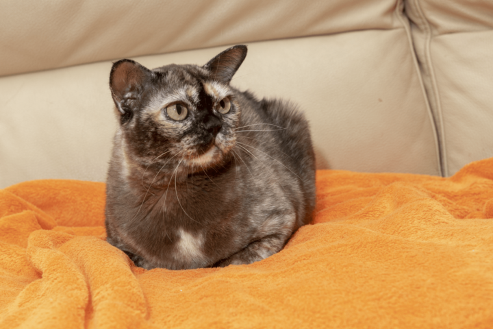 Alba Regia MiciCank brown tortie burmese cat female