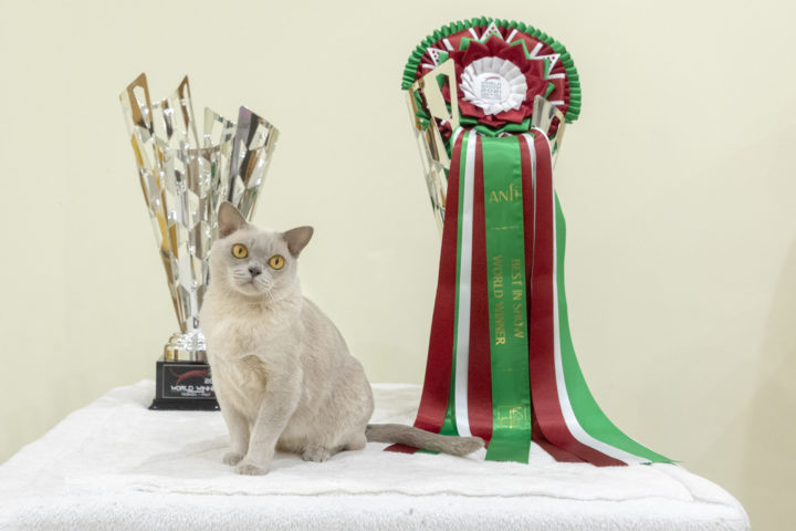 Alba Regia Csodabogár 